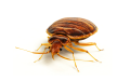Environmental Bed Bug Removal | Alpeco