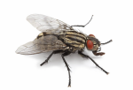 housefly