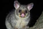 New Zealand Pest Control Possum | Alpeco