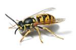 Environmental Pest Elimination Wasps | Alpeco